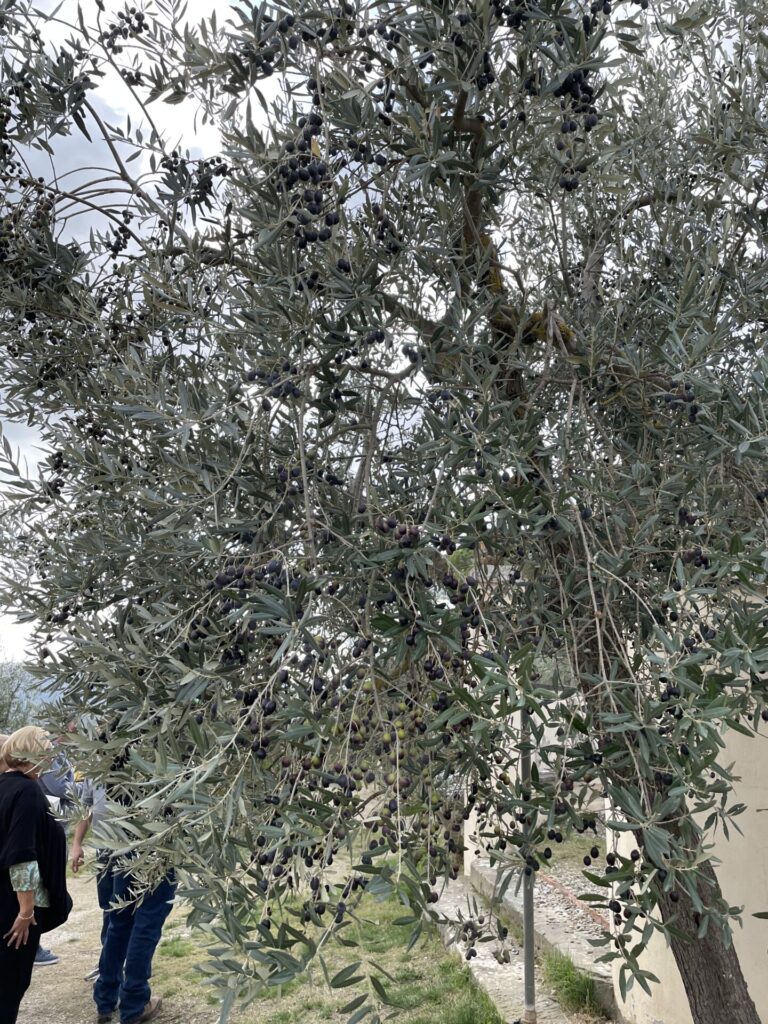 olive-tree